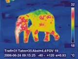 thermografie veterinaerthermografie elefant